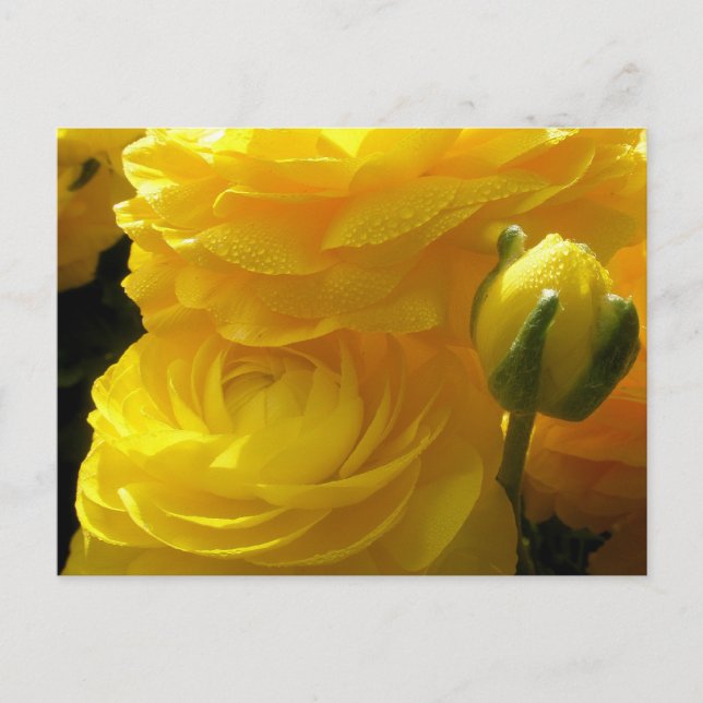 Tarjetas Postales de Flores de Ranunculus Amarillo (Anverso)