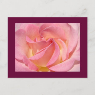 Tarjetas postales de flores de rosa Rosas personal