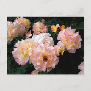 Tarjetas postales de flores de rosas, rosas amaril