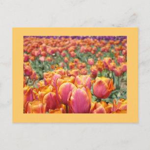 Tarjetas postales de flores de tulipán coloridas p
