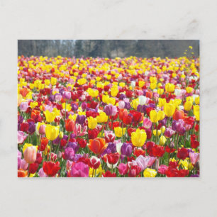 Tarjetas postales de flores de Tulipán Primavera T
