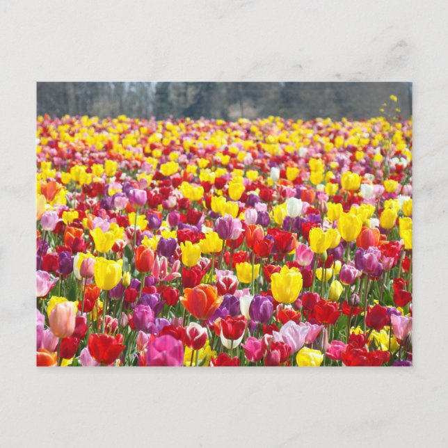 Tarjetas postales de flores de Tulipán Primavera T (Anverso)
