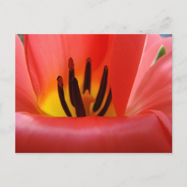Tarjetas postales de flores de tulipán rojo Jardín (Anverso)