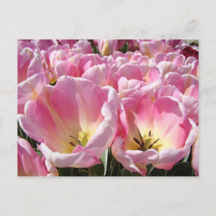Tarjetas postales de flores de tulipán Tulipanes r