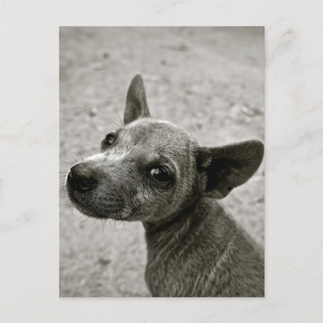 TARJETAS POSTALES DE FOTOGRAFÍA DE PERRO CUTO (Anverso)