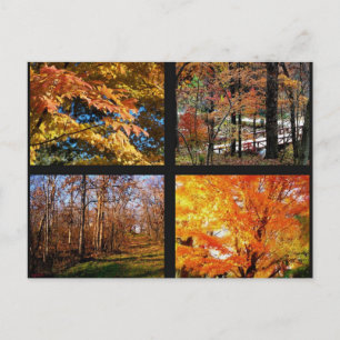 Tarjetas Postales de Fotografías de Árboles de Oto