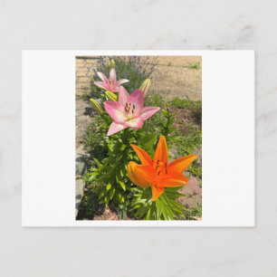 Tarjetas Postales de Fotos de Flores de Lilio Tigr