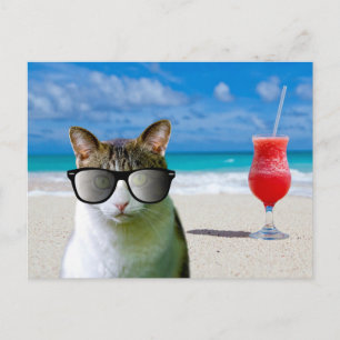 TARJETAS POSTALES DE GATO CON GAFAS DE SOL EN LA P