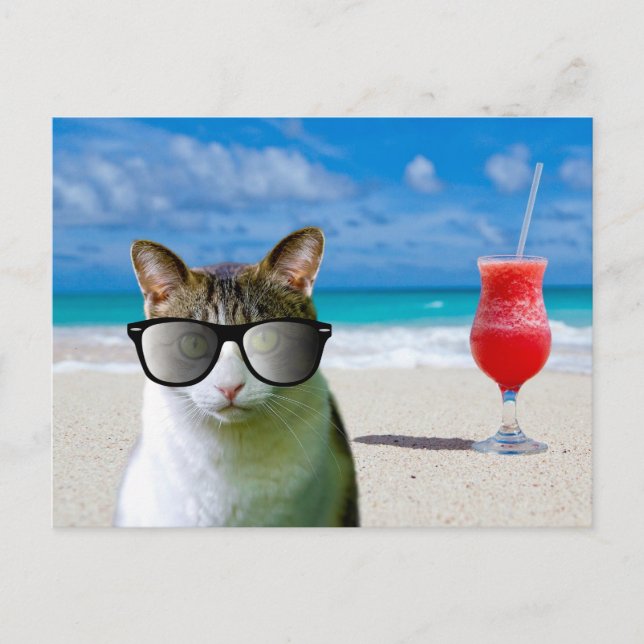 TARJETAS POSTALES DE GATO CON GAFAS DE SOL EN LA P (Anverso)