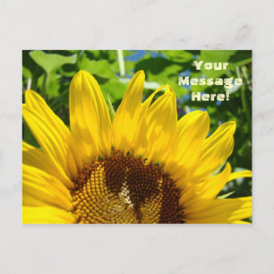 Tarjetas Postales de Girasoles Amarillos de Verano