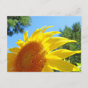 Tarjetas postales de girasoles de verano Jardín Ve