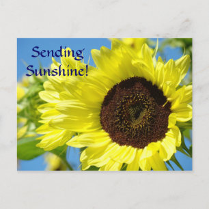 Tarjetas Postales de Girasoles ENVIANDO SOL! Hola