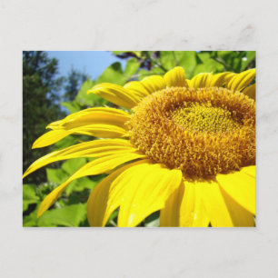 Tarjetas postales de girasoles Personalizar texto