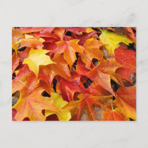 Tarjetas postales de hojas de árboles de otoño Hoj