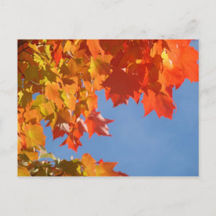 Tarjetas postales de hojas de otoño Cielo azul Árb