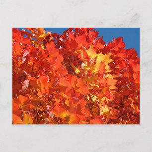 Tarjetas postales de hojas de otoño naranja brilla