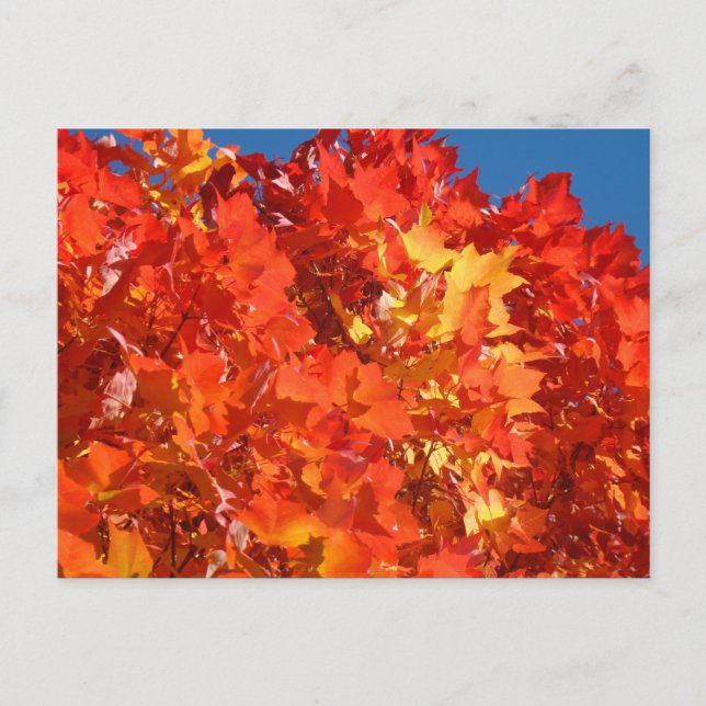 Tarjetas postales de hojas de otoño naranja brilla (Anverso)