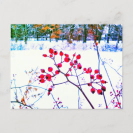 TARJETAS POSTALES DE INVIERNO DE BAYAS ROJAS