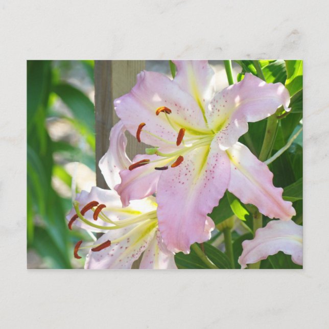 Tarjetas postales de jardín de flores de lirio Lir (Anverso)