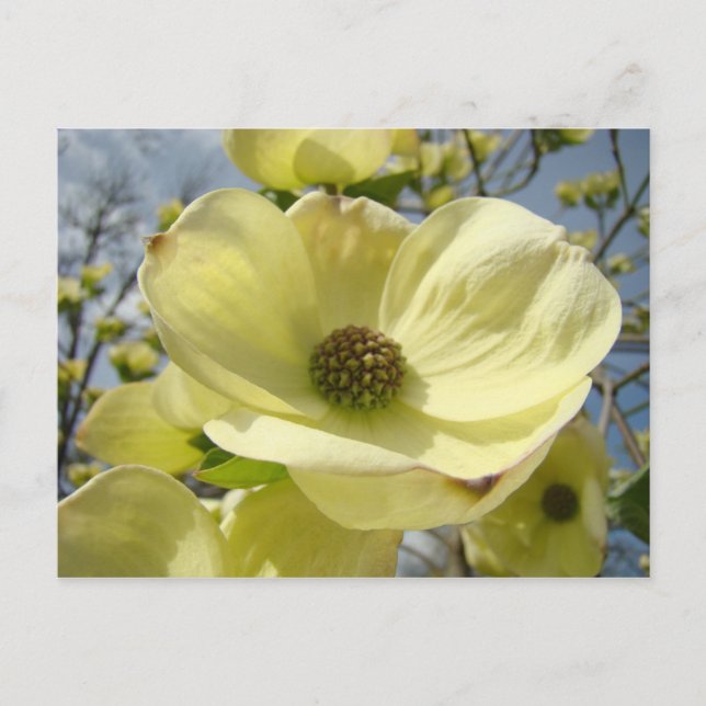 Tarjetas postales de la naturaleza Flores de corne (Anverso)