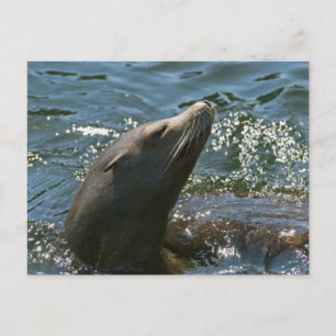 Tarjetas Postales de León Marino