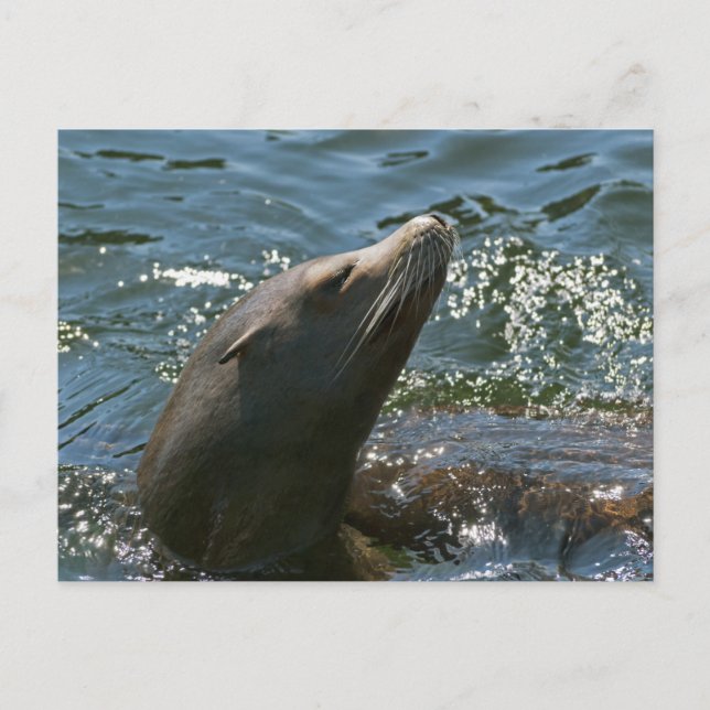 Tarjetas Postales de León Marino (Anverso)