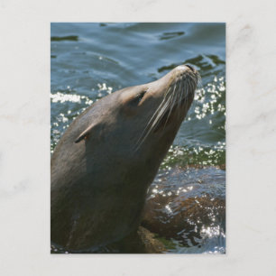 Tarjetas Postales de León Marino