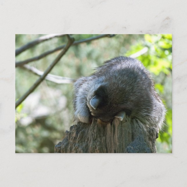 Tarjetas Postales de Mapache Durmiente (Anverso)