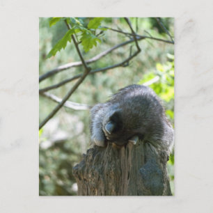 Tarjetas Postales de Mapache Durmiente