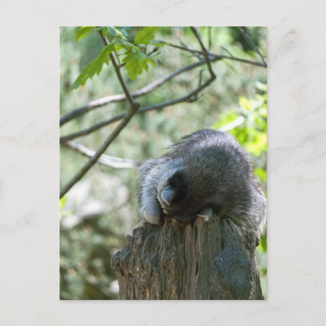 Tarjetas Postales de Mapache Durmiente (Anverso)