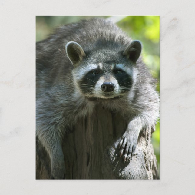 Tarjetas Postales de Mapaches (Anverso)