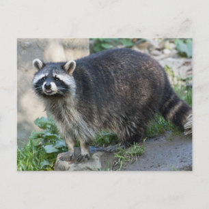 Tarjetas Postales de Mapaches