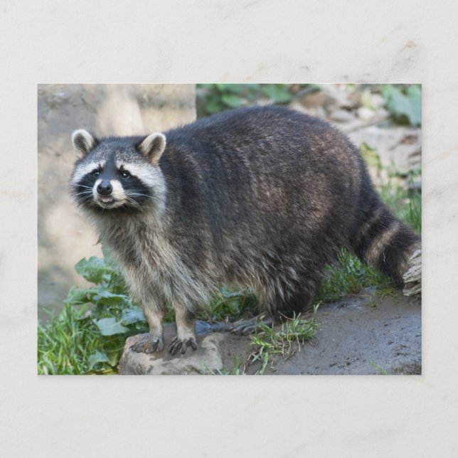 Tarjetas Postales de Mapaches (Anverso)