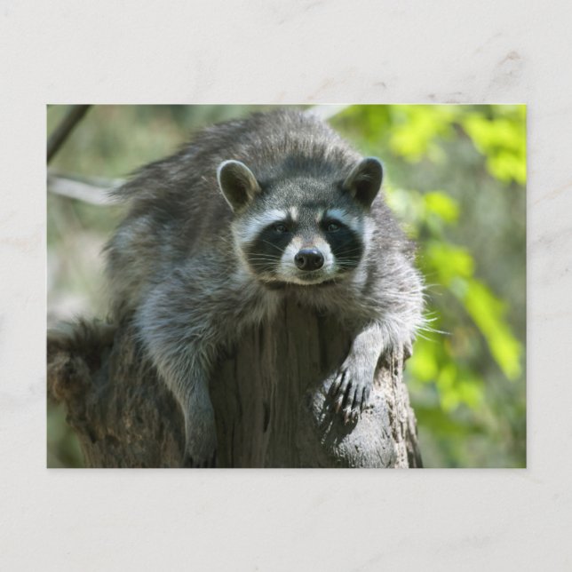 Tarjetas Postales de Mapaches (Anverso)