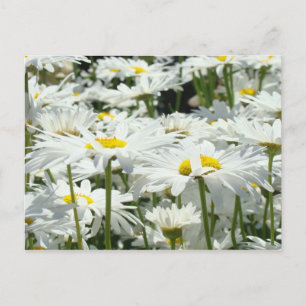 Tarjetas Postales de Margaritas personalizadas Agr