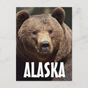 TARJETAS POSTALES DE OSO GRIZZLY ALASKA