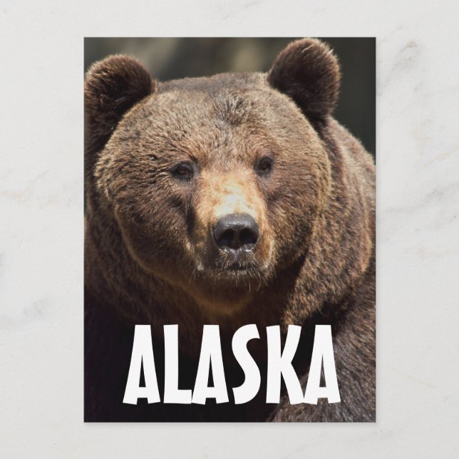 TARJETAS POSTALES DE OSO GRIZZLY ALASKA (Anverso)