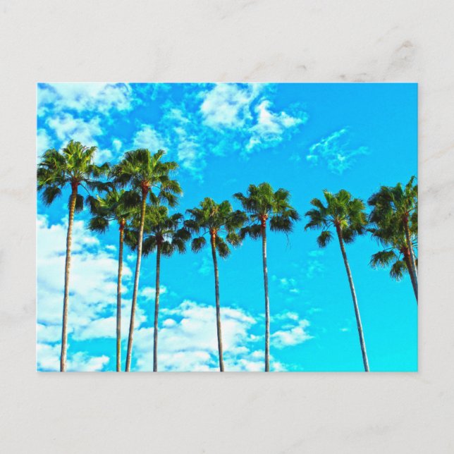 TARJETAS POSTALES DE PALMERAS FLORIDA (Anverso)