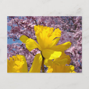 Tarjetas postales de primavera Flores de narciso F