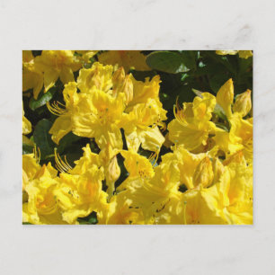 Tarjetas postales de Rhododendrons amarillos