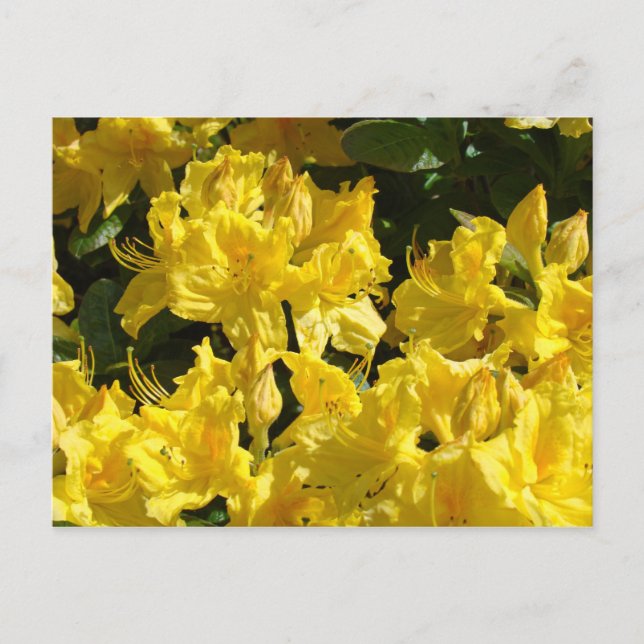 Tarjetas postales de Rhododendrons amarillos (Anverso)