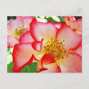 Tarjetas Postales De Rosas Coloridas Hermosas Natu