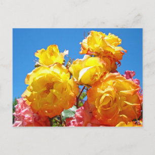 Tarjetas postales de rosas Jardín de rosas naranja