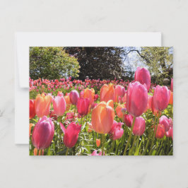 Tarjetas postales de Tulip Garden