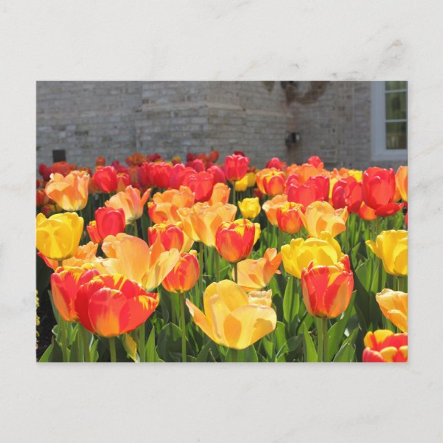 Tarjetas Postales de Tulipanes (Anverso)