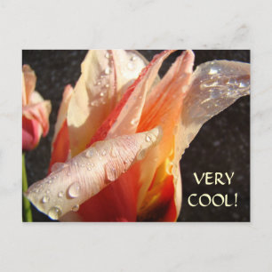 TARJETAS POSTALES DE TULIPANES Gotitas de lluvia P