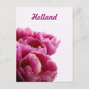 Tarjetas postales de tulipanes morados de Holanda