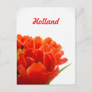 Tarjetas postales de tulipanes naranjas de Holanda
