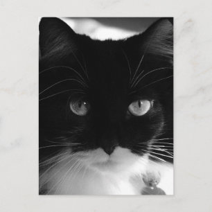 TARJETAS POSTALES DE TUXEDO CAT