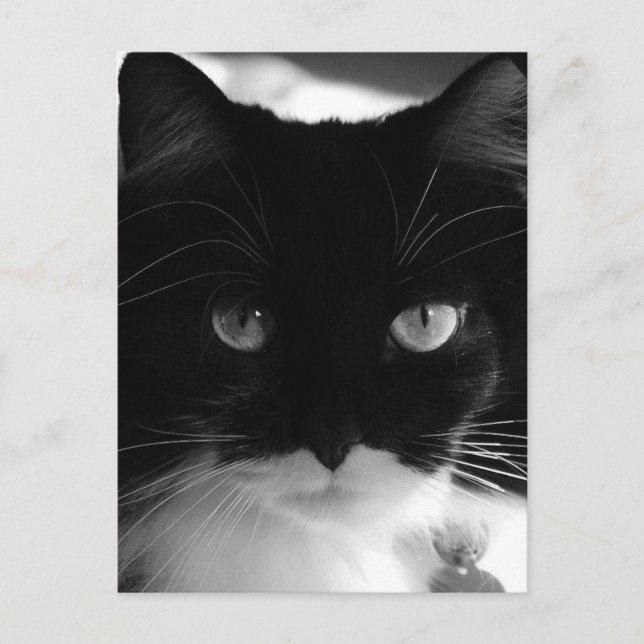 TARJETAS POSTALES DE TUXEDO CAT (Anverso)